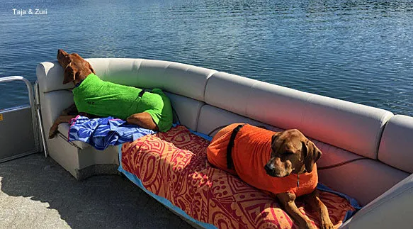 Large Dog Cooling Soaker Coat / Bath Robe